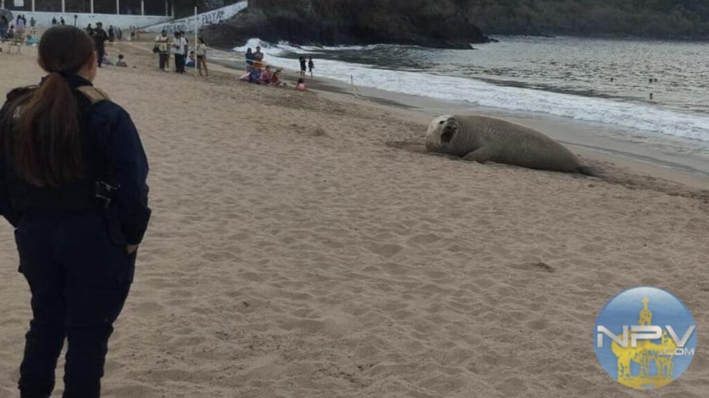 Bajo observación: Elefante marino se encuentra en buen estado en Playa Los Ayala, Nayarit