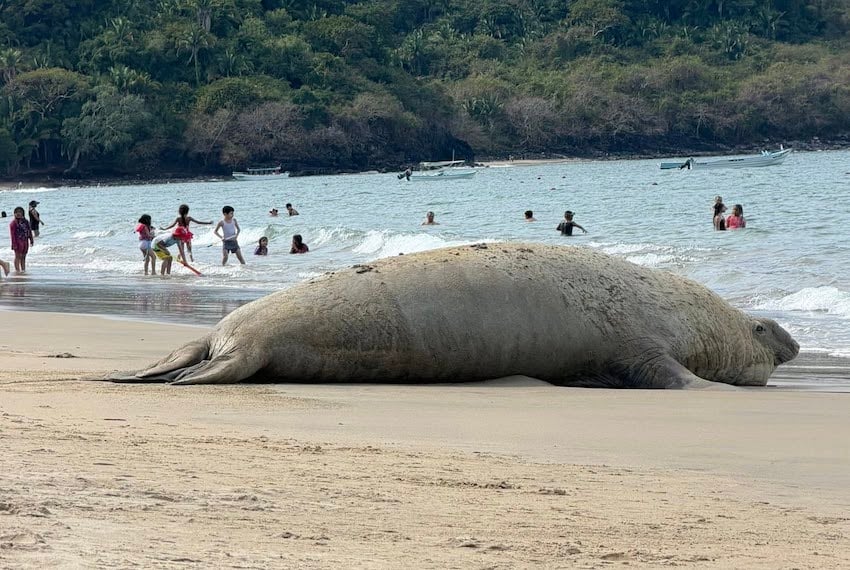 Panchito, la foca elefante errante, regresa a México en su visita anual, esta vez a Nayarit.