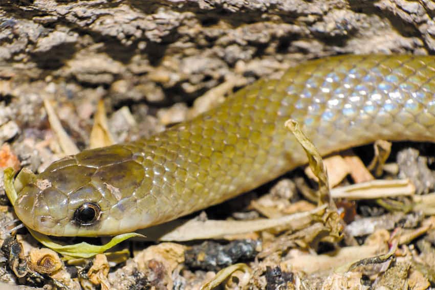 Científicos descubren una nueva especie de serpiente endémica de México