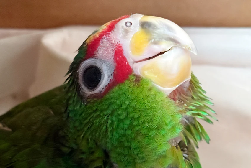 Las autoridades estadounidenses devuelven 11 loros mexicanos confiscados en la frontera