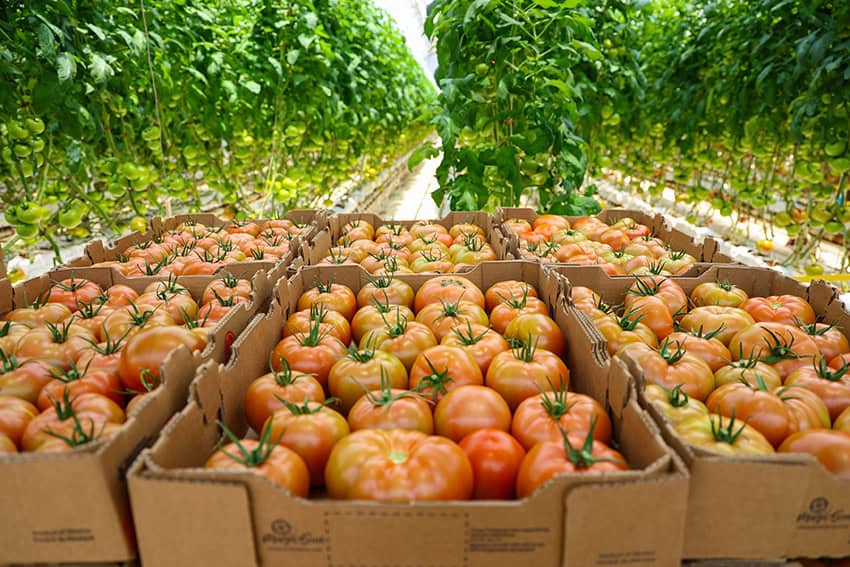 Un aumento inesperado en las exportaciones salvó a México de la recesión en 2025