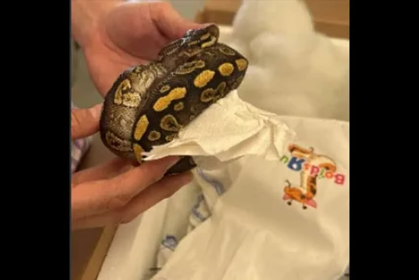 Oficiales de la frontera de EE. UU. interceptan 39 pitones en un tractocamión que intentaban ser contrabandeadas a México