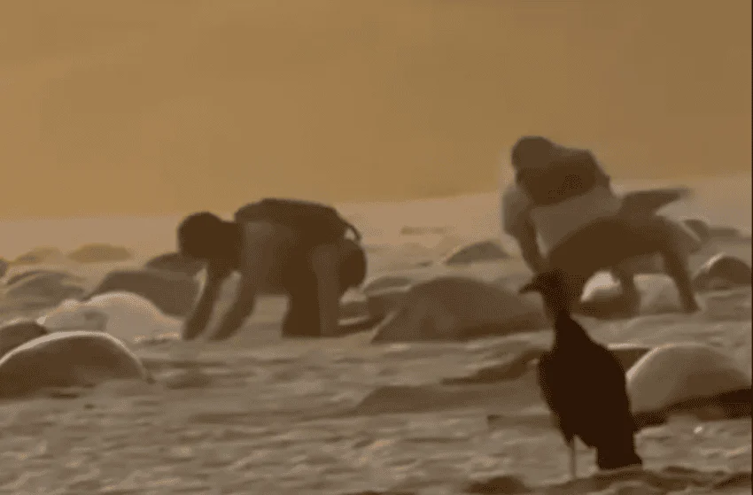 Cazan huevos de tortuga marina en un santuario de Oaxaca, lo que desencadena una investigación federal