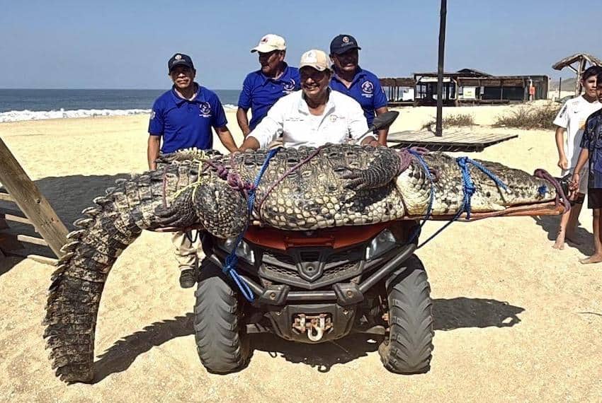 Cocodrilo de 300 kg causa pánico entre los bañistas en la playa Bacocho de Puerto Escondido